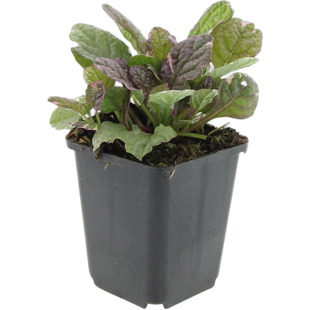 Ajuga reptans 'Burgundy Glow' 10-25 cm pot 9 cm 6 stuks - Afbeelding 2