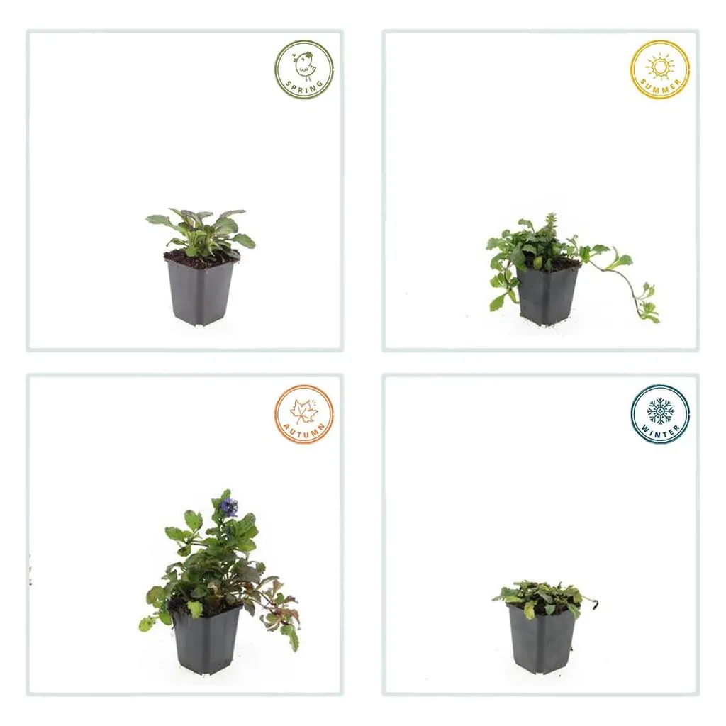 Ajuga reptans 'Catlin's Giant' 10-25 cm pot 9 cm 6 stuks - Afbeelding 3