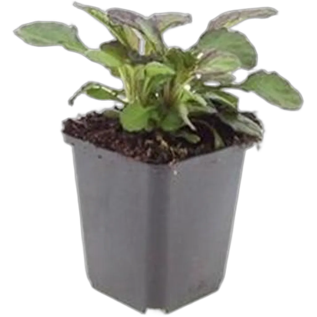 Ajuga reptans 'Catlin's Giant' 10-25 cm pot 9 cm 6 stuks - Afbeelding 2