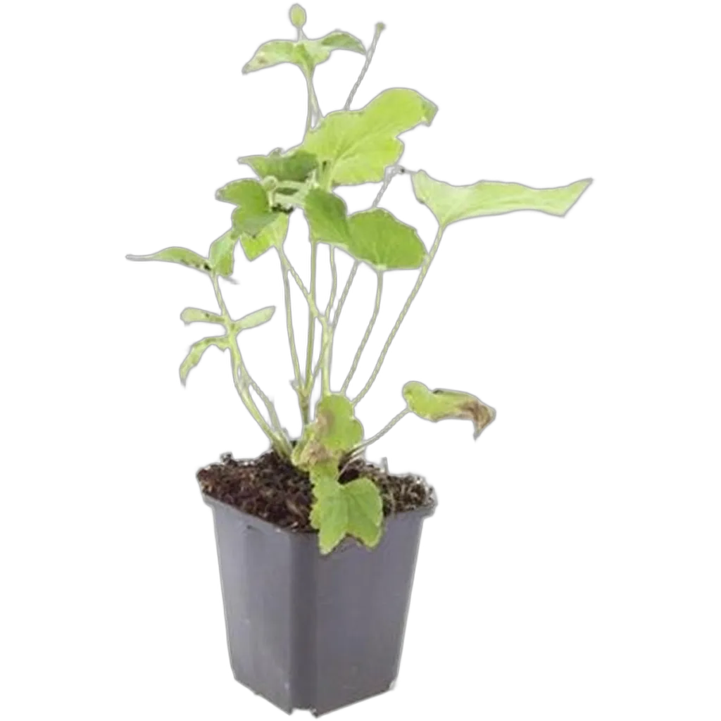 Anemone hybrida 'Honorine Jobert' 10-25 cm pot 9 cm 6 stuks - Afbeelding 2