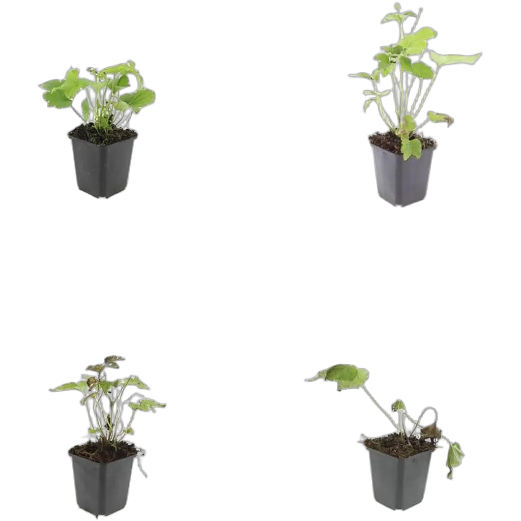 Anemone hybrida 'Honorine Jobert' 10-25 cm pot 9 cm 6 stuks - Afbeelding 3