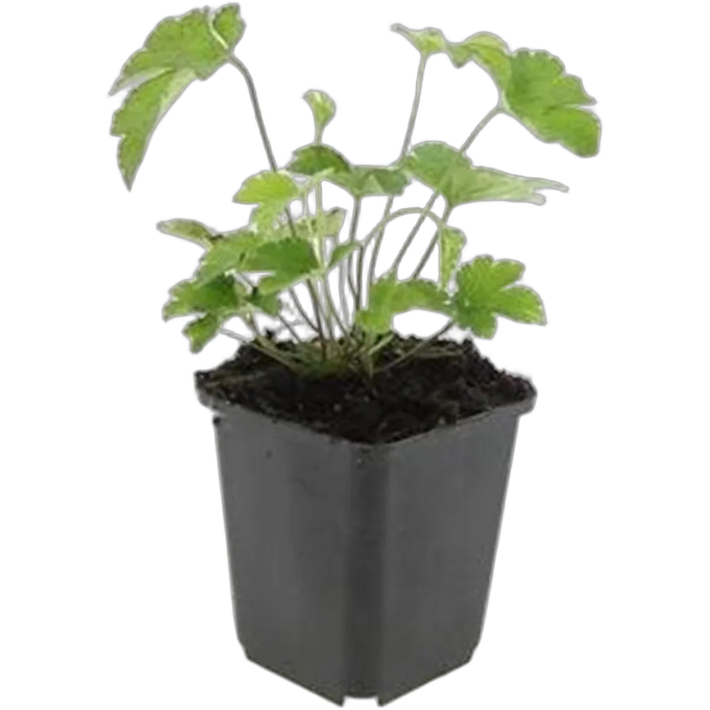 Anemone tomentosa 'Robustissima' 10-25 cm pot 9 cm 6 stuks - Afbeelding 2