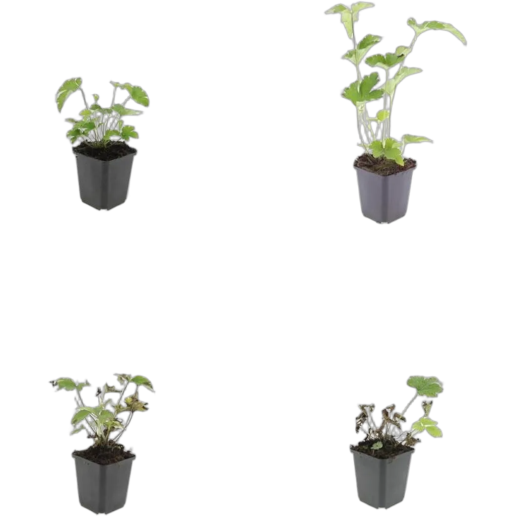 Anemone tomentosa 'Robustissima' 10-25 cm pot 9 cm 6 stuks - Afbeelding 3