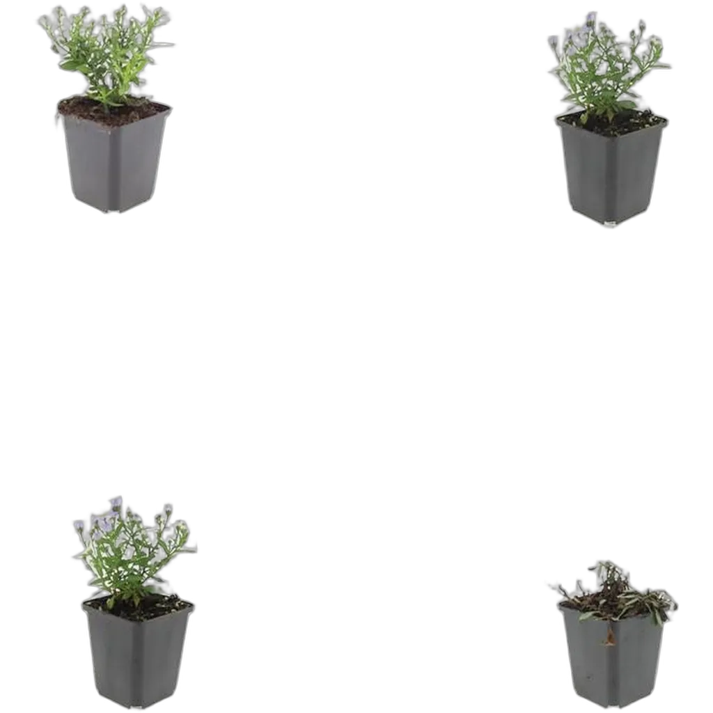 Aster dumosus 'Professor Anton Kippenberg' 10-25 cm pot 9 cm 6 stuks - Afbeelding 3