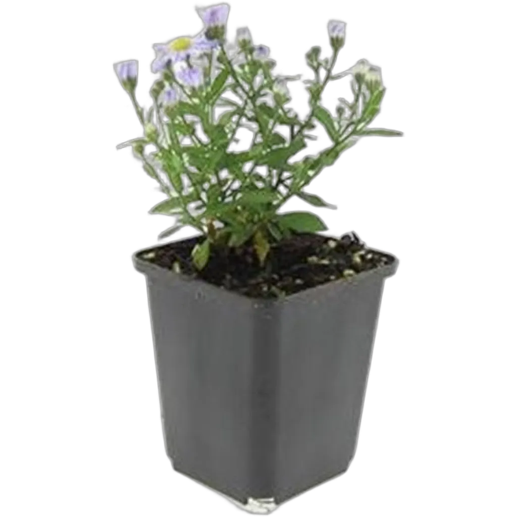 Aster dumosus 'Professor Anton Kippenberg' 10-25 cm pot 9 cm 6 stuks - Afbeelding 2