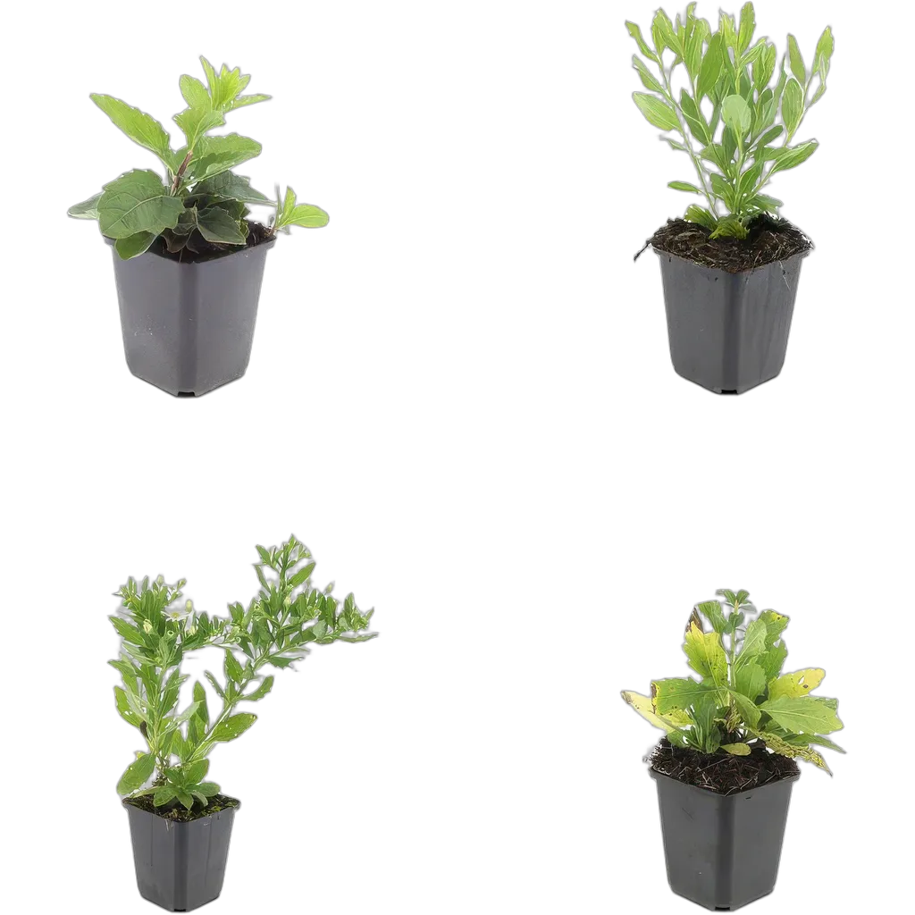 Aster ageratoides 'Ashvi' 10-25 cm pot 9 cm 6 stuks - Afbeelding 3