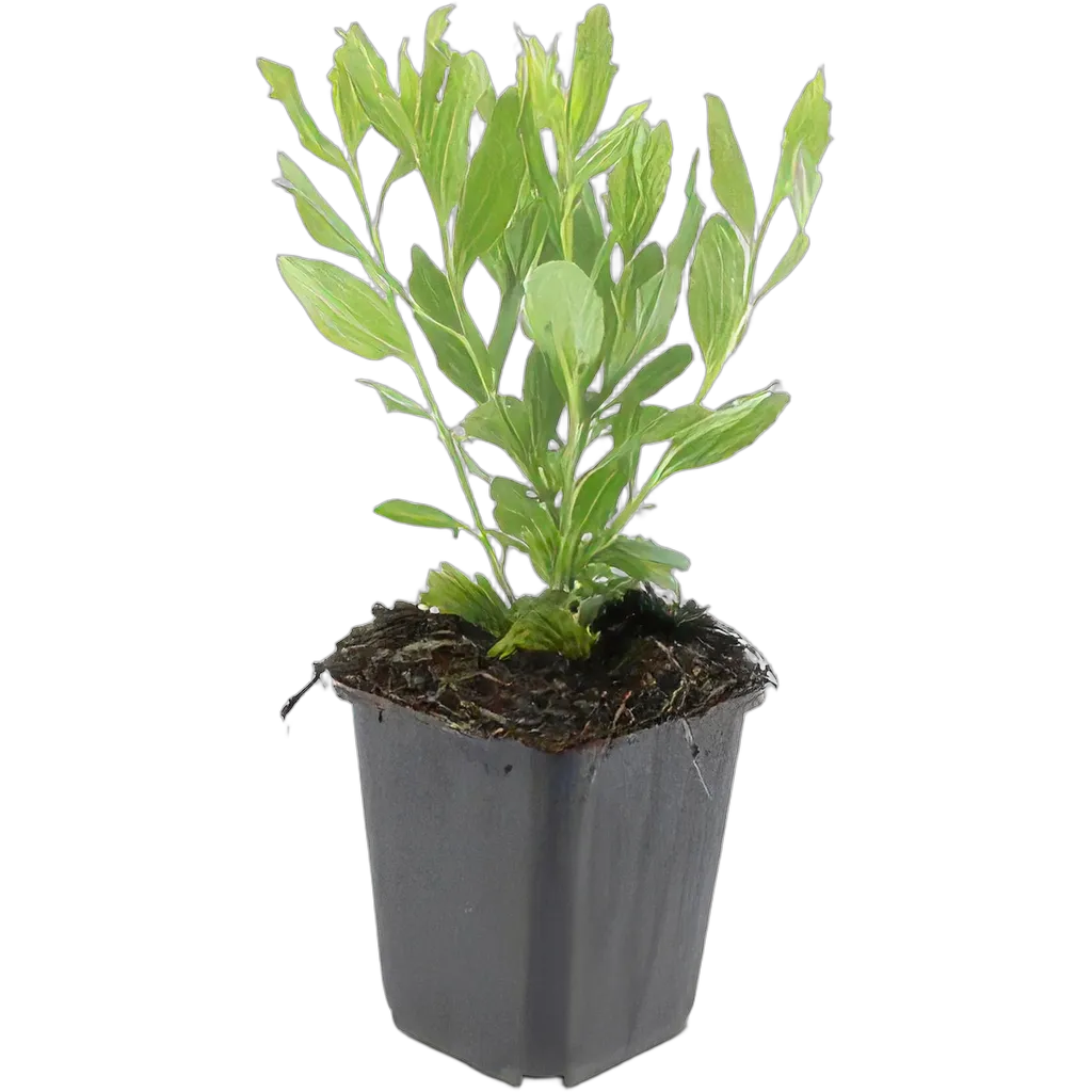 Aster ageratoides 'Ashvi' 10-25 cm pot 9 cm 6 stuks - Afbeelding 2