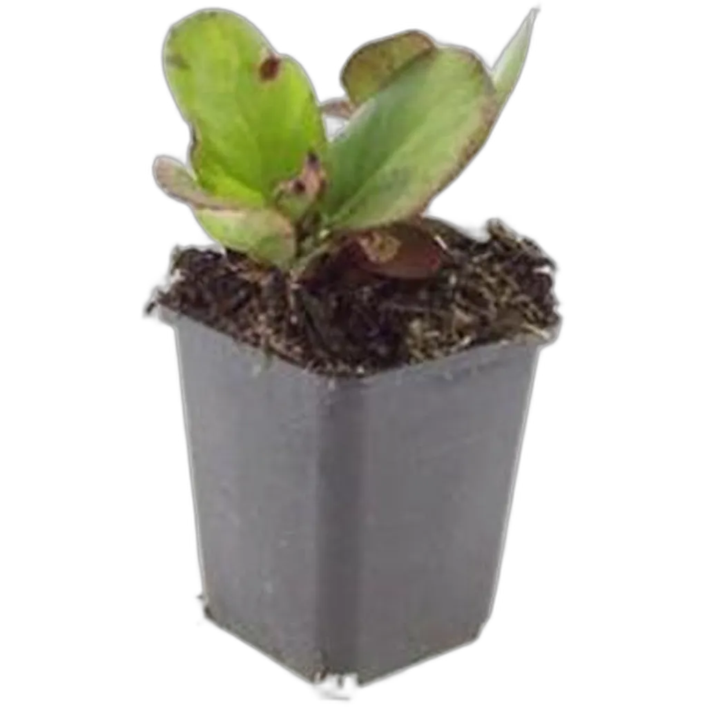 Bergenia cordifolia 'Herbstblüte' 10-25 cm pot 9 cm 6 stuks - Afbeelding 2