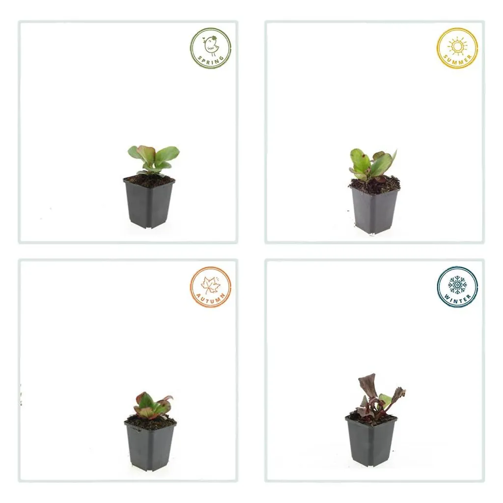 Bergenia cordifolia 'Herbstblüte' 10-25 cm pot 9 cm 6 stuks - Afbeelding 3