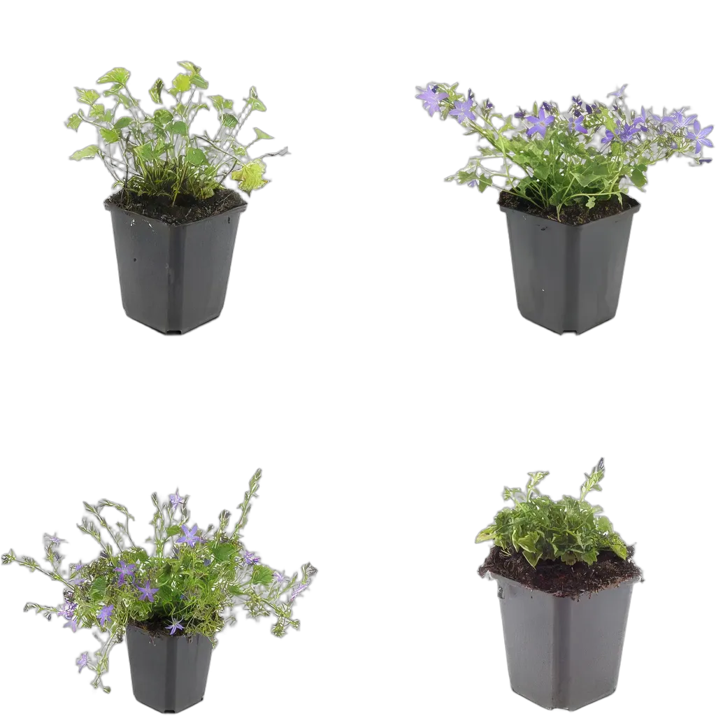 Campanula poscharskyana 'Stella' 10-25 cm pot 9 cm 6 stuks - Afbeelding 3