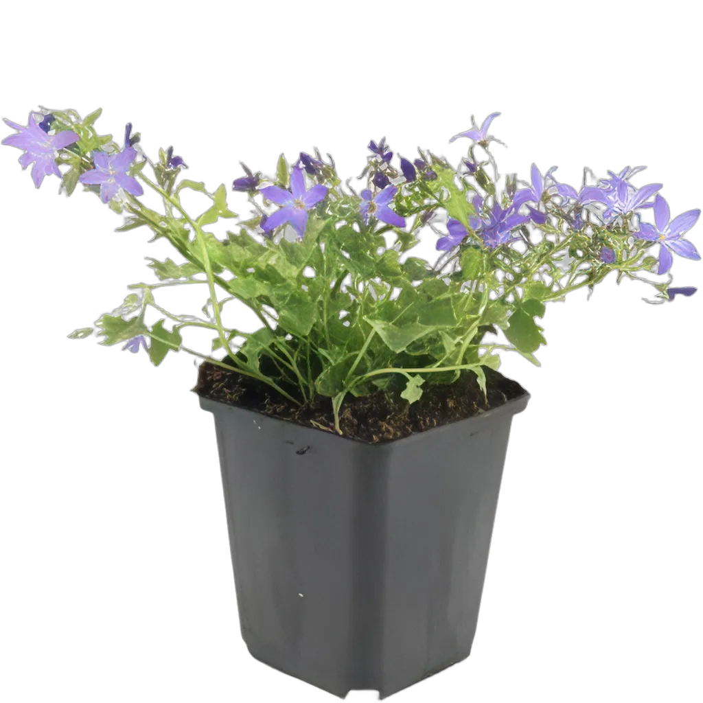 Campanula poscharskyana 'Stella' 10-25 cm pot 9 cm 6 stuks - Afbeelding 2