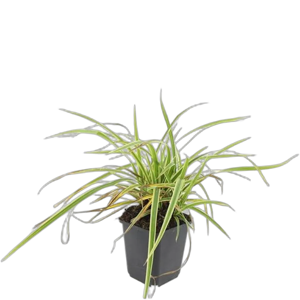 Carex morrowii 'Aureovariegata' 10-25 cm pot 9 cm 6 stuks - Afbeelding 2
