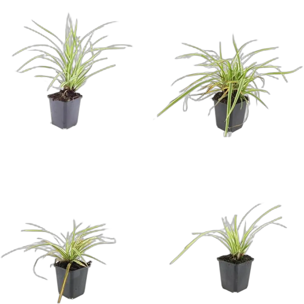 Carex morrowii 'Aureovariegata' 10-25 cm pot 9 cm 6 stuks - Afbeelding 3