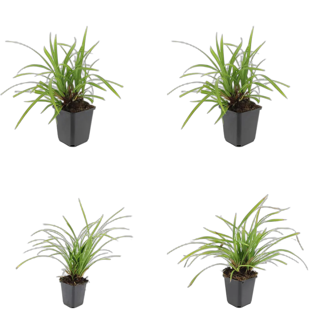 Carex morrowii 'Irish Green' 10-25 cm pot 9 cm 6 stuks - Afbeelding 3