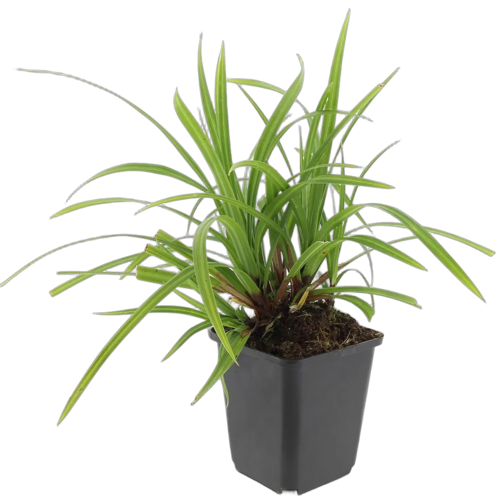 Carex morrowii 'Irish Green' 10-25 cm pot 9 cm 6 stuks - Afbeelding 2