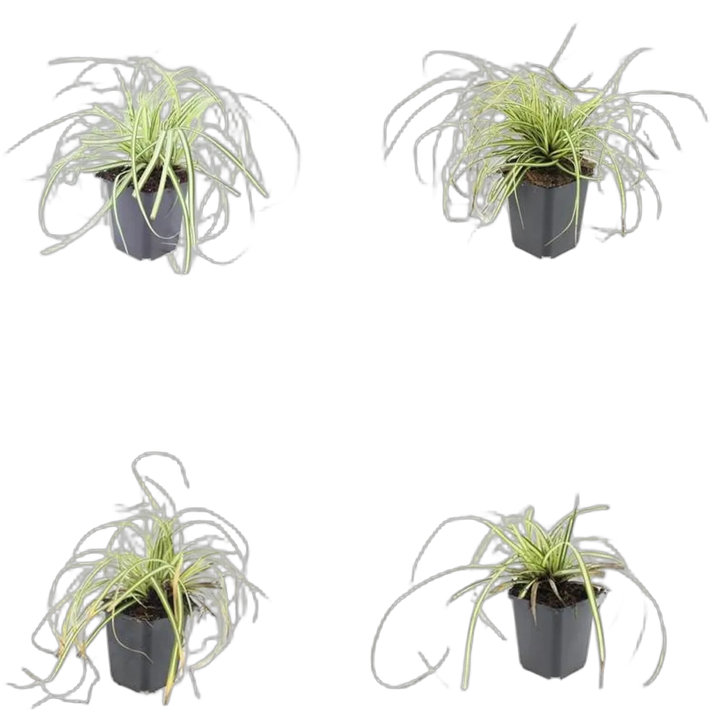 Carex oshimensis 'Evergold' 10-25 cm pot 9 cm 6 stuks - Afbeelding 3