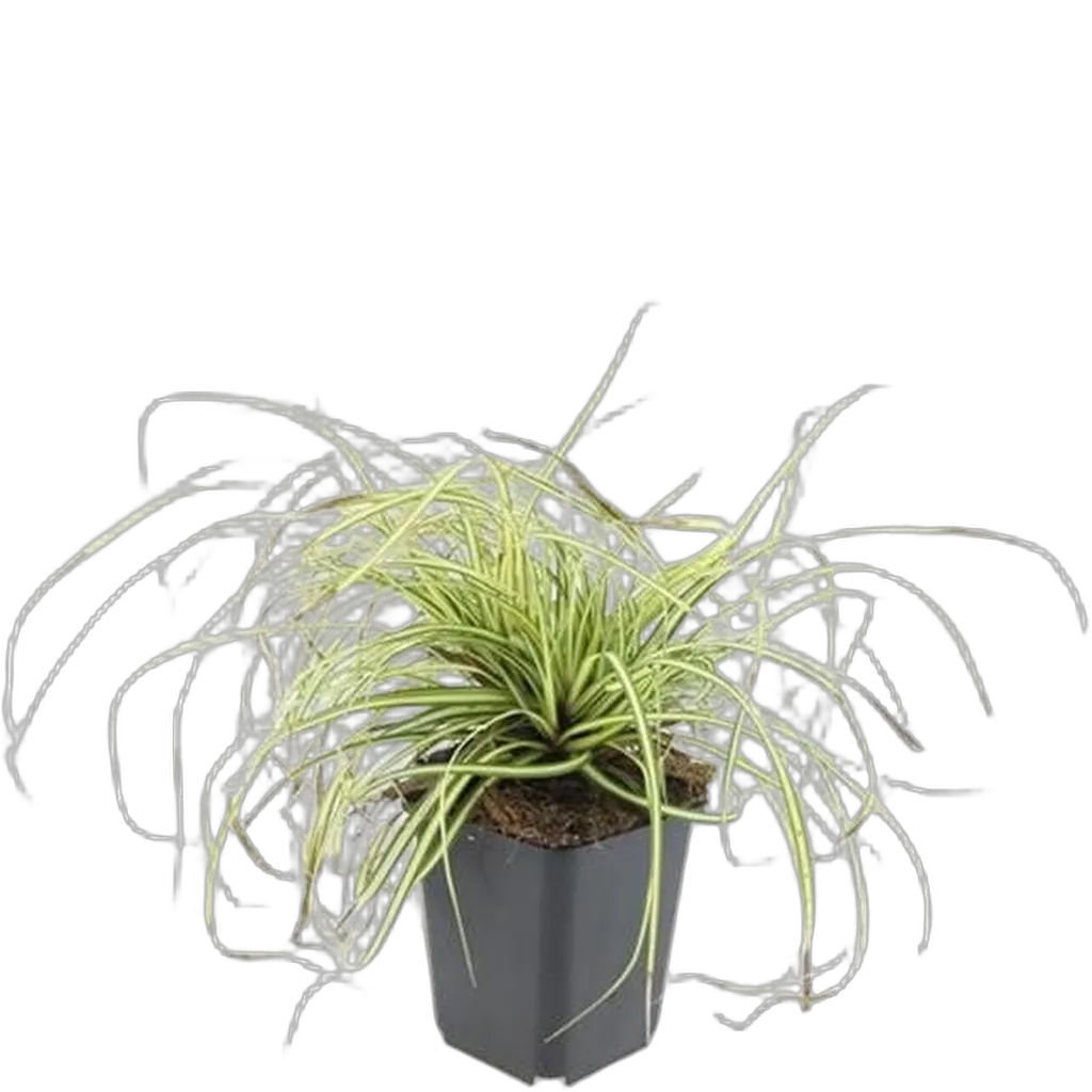 Carex oshimensis 'Evergold' 10-25 cm pot 9 cm 6 stuks - Afbeelding 2