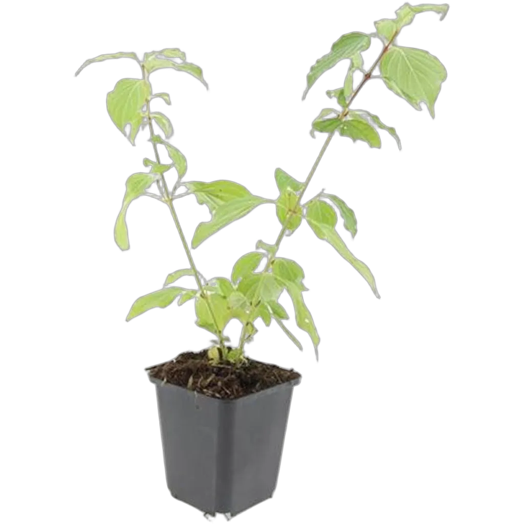 Cornus sanguinea ‘Anny’s Winter Orange’ 10-25 cm pot 9 cm 6 stuks - Afbeelding 2