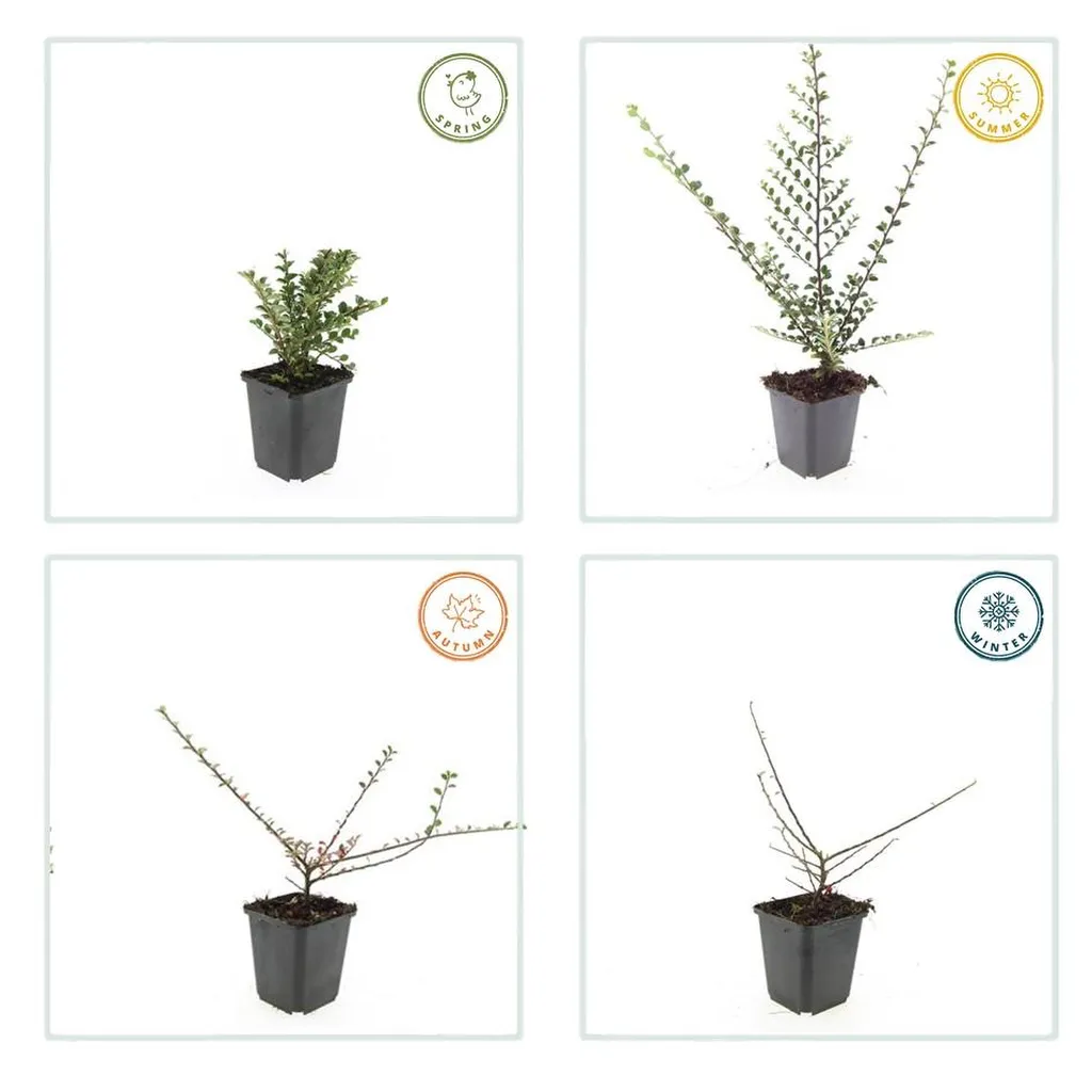 Cotoneaster horizontalis 10-25 cm pot 9 cm 6 stuks - Afbeelding 3