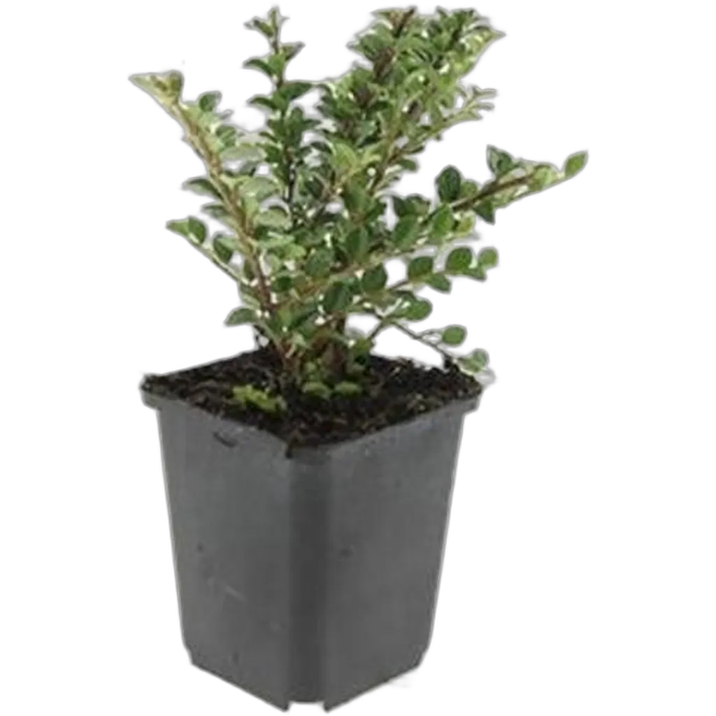 Cotoneaster horizontalis 10-25 cm pot 9 cm 6 stuks - Afbeelding 2