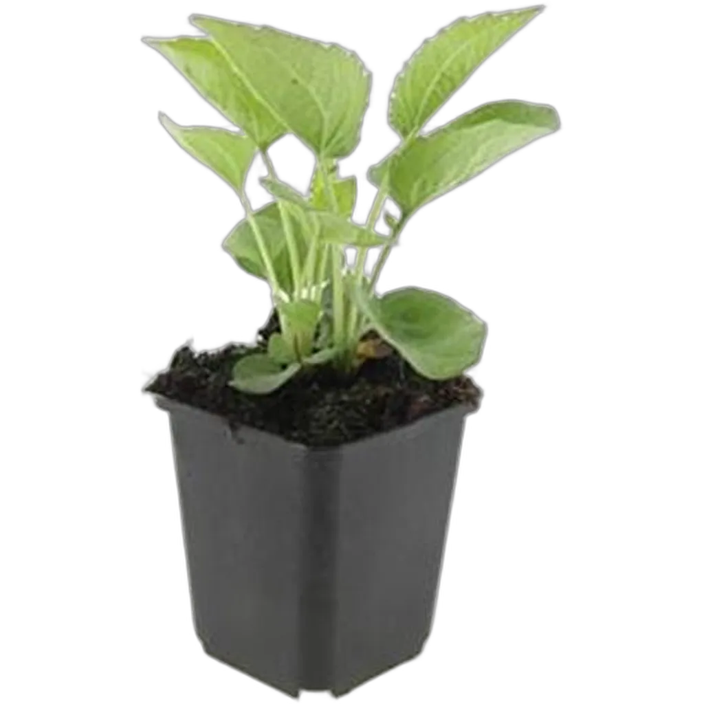 Echinacea purpurea 'Magnus' 10-25 cm pot 9 cm 6 stuks - Afbeelding 2