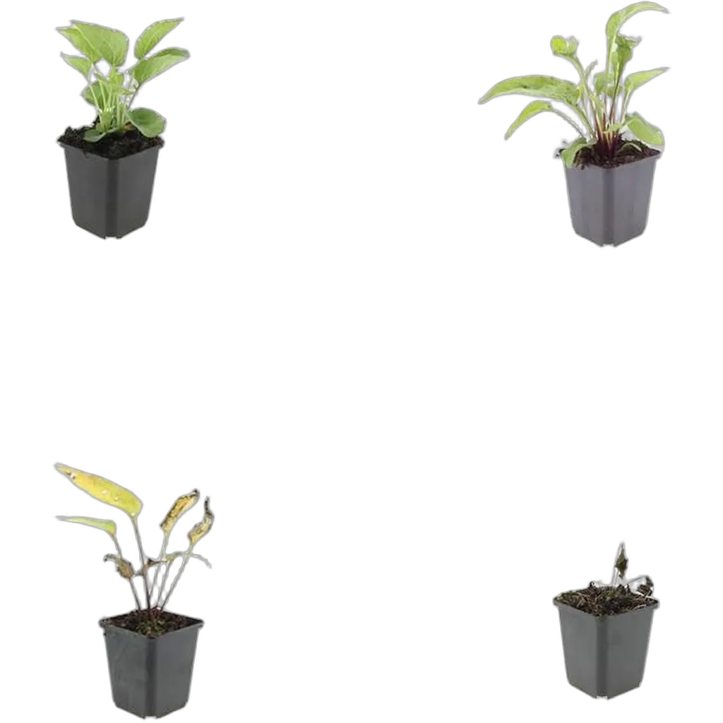 Echinacea purpurea 'Magnus' 10-25 cm pot 9 cm 6 stuks - Afbeelding 3