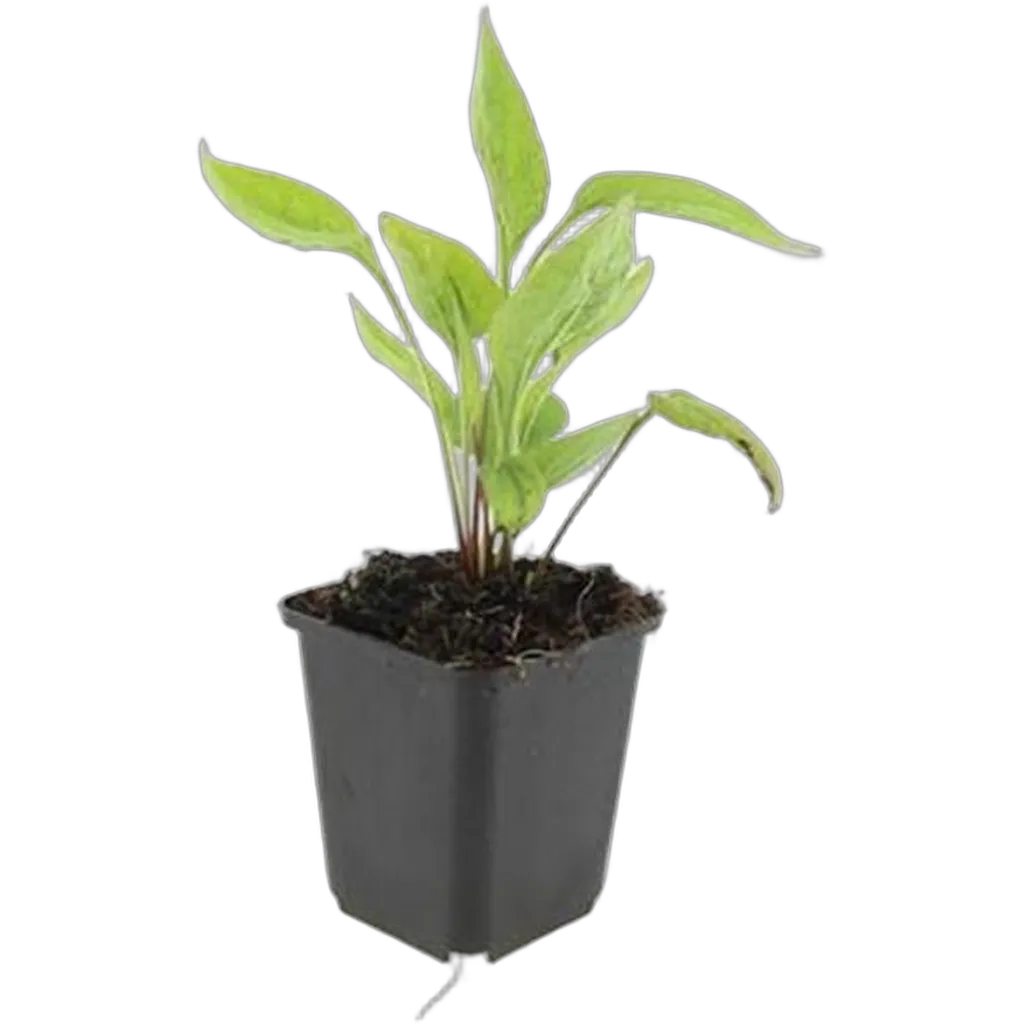 Echinacea purpurea 'White Swan' 10-25 cm pot 9 cm 6 stuks - Afbeelding 2