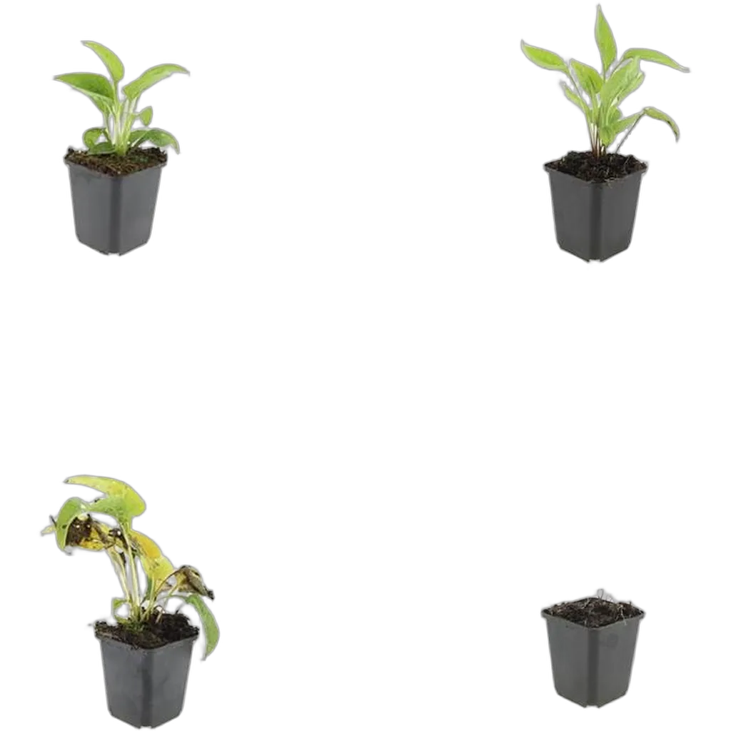 Echinacea purpurea 'White Swan' 10-25 cm pot 9 cm 6 stuks - Afbeelding 3