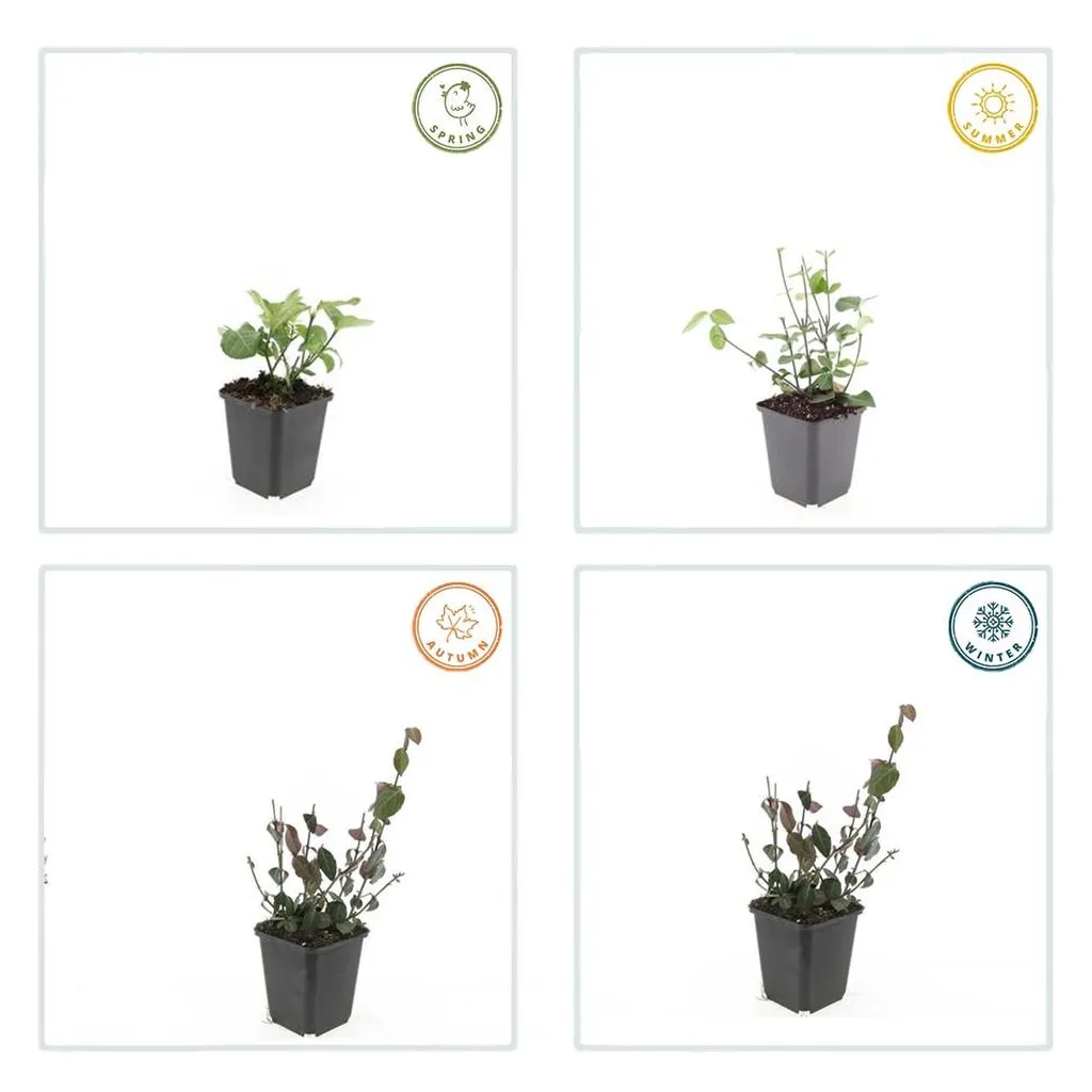 Euonymus fortunei 'Coloratus' 10-25 cm pot 9 cm 6 stuks - Afbeelding 3