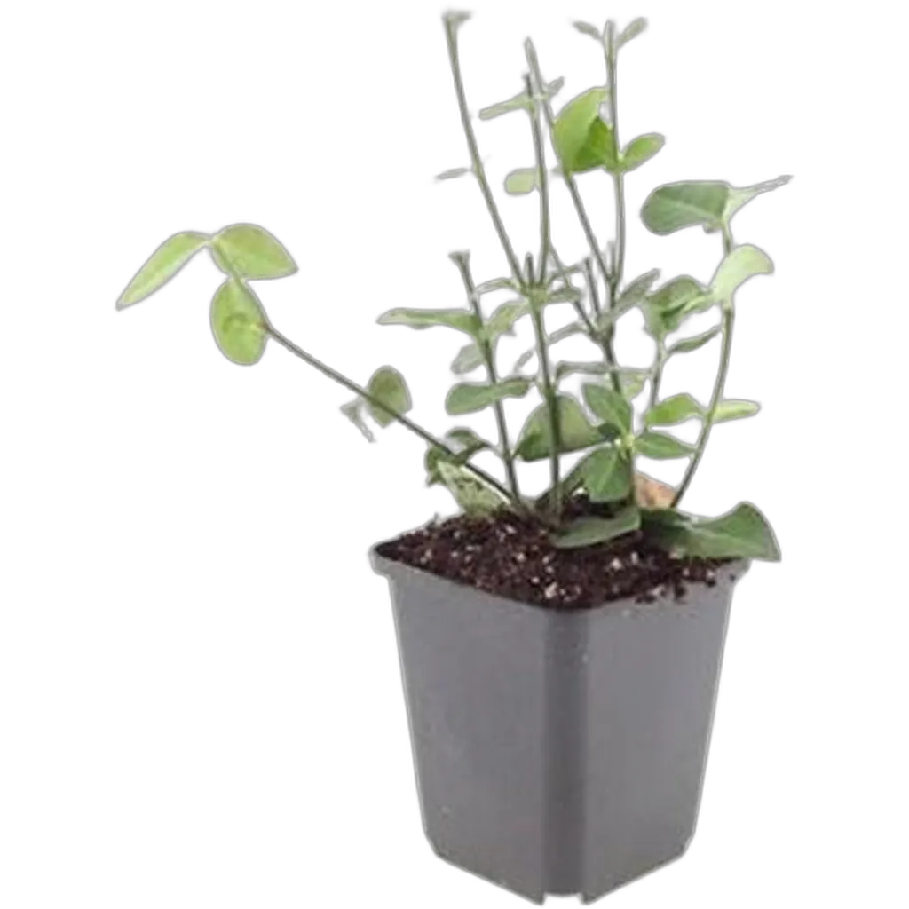 Euonymus fortunei 'Coloratus' 10-25 cm pot 9 cm 6 stuks - Afbeelding 2