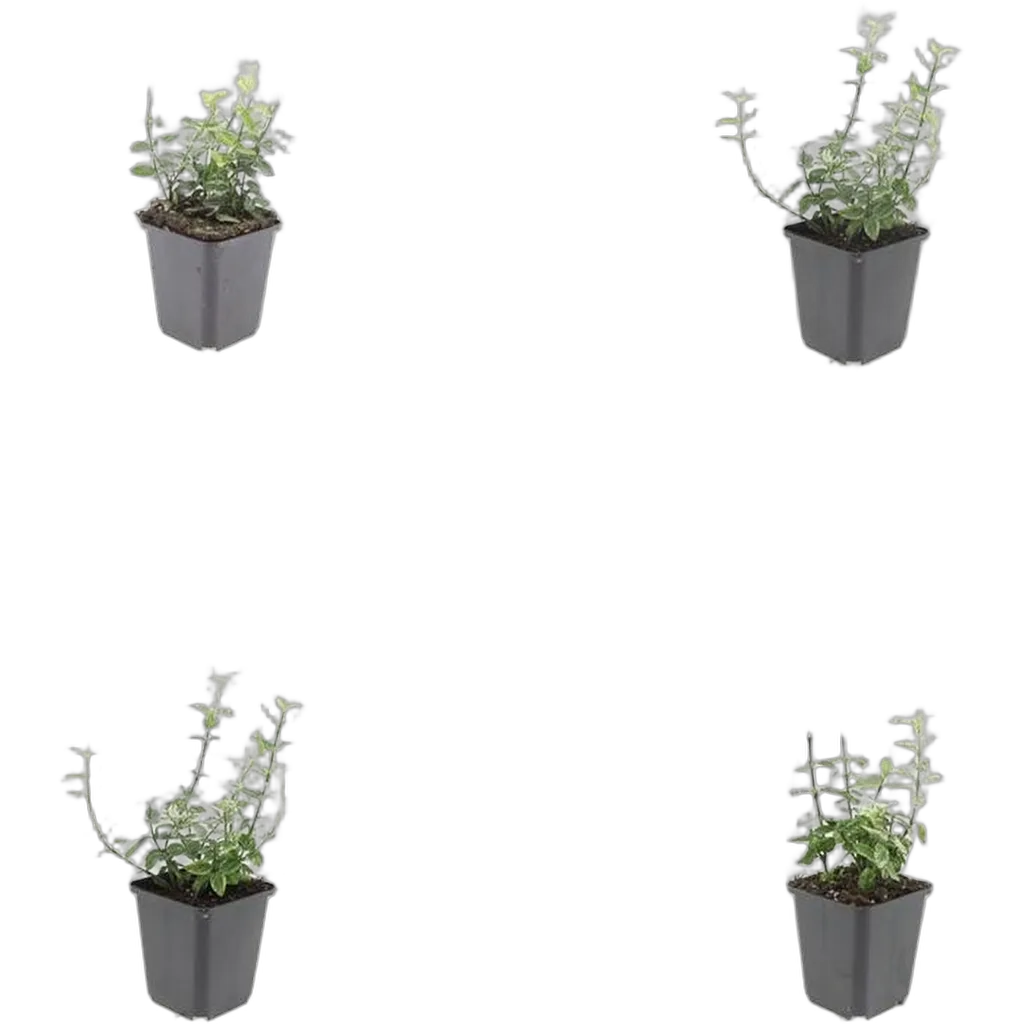 Euonymus fortunei ‘Harlequin’ 10-25 cm pot 9 cm 6 stuks - Afbeelding 3