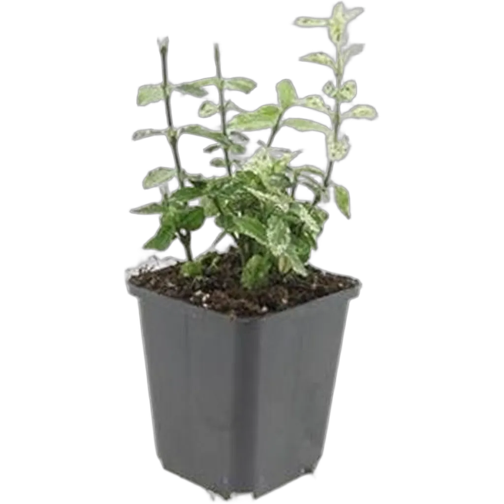 Euonymus fortunei ‘Harlequin’ 10-25 cm pot 9 cm 6 stuks - Afbeelding 2