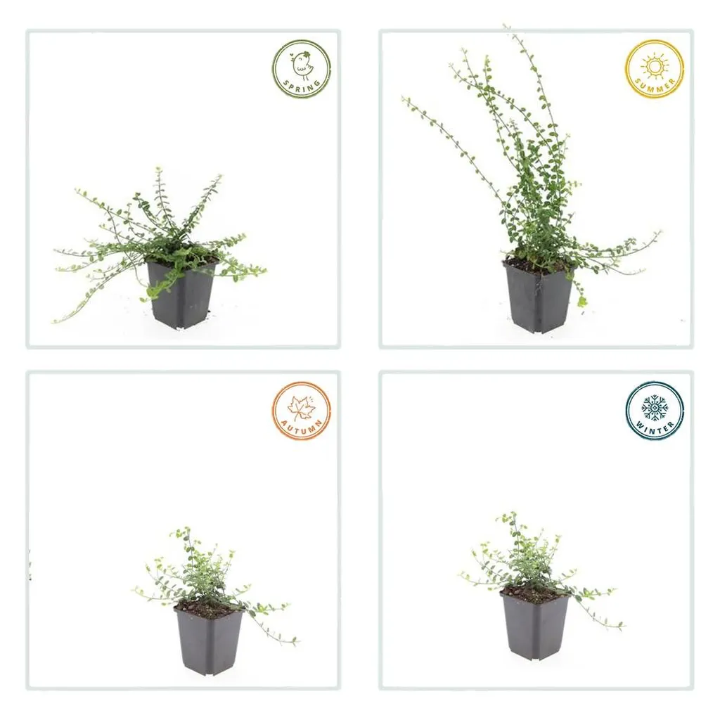 Euonymus fortunei 'Minimus' 10-25 cm pot 9 cm 6 stuks - Afbeelding 3