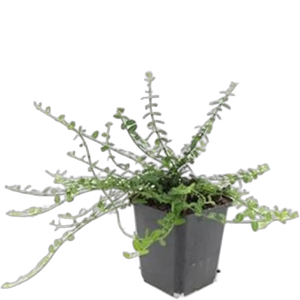 Euonymus fortunei 'Minimus' 10-25 cm pot 9 cm 6 stuks - Afbeelding 2