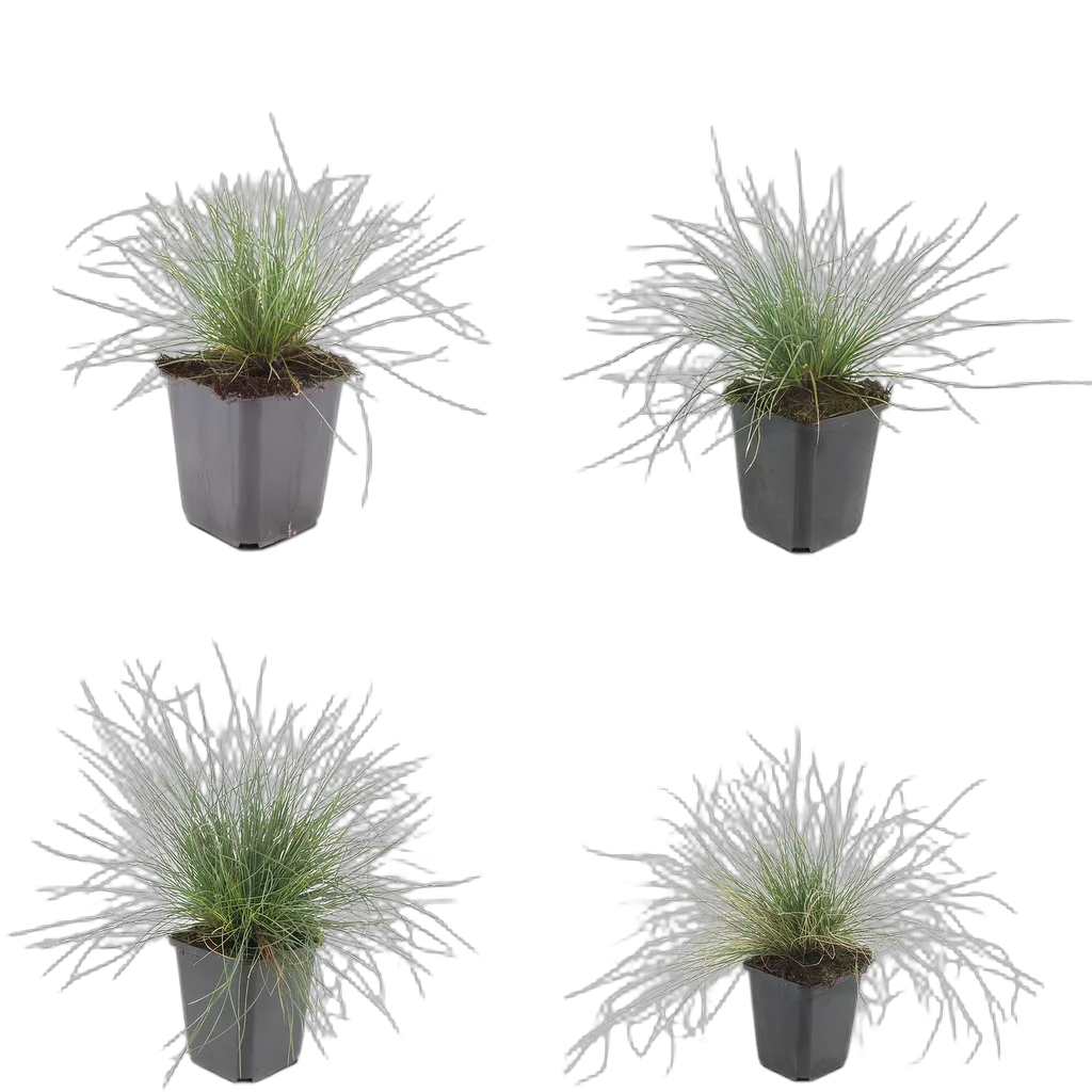 Festuca glauca 'Elijah Bleu' - ↕10-25cm - Ø9cm - Afbeelding 3