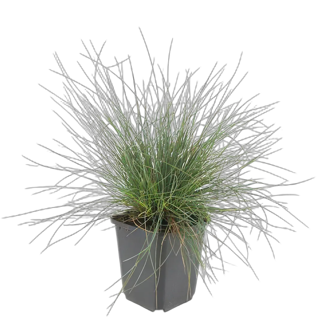 Festuca glauca 'Elijah Bleu' - ↕10-25cm - Ø9cm - Afbeelding 2