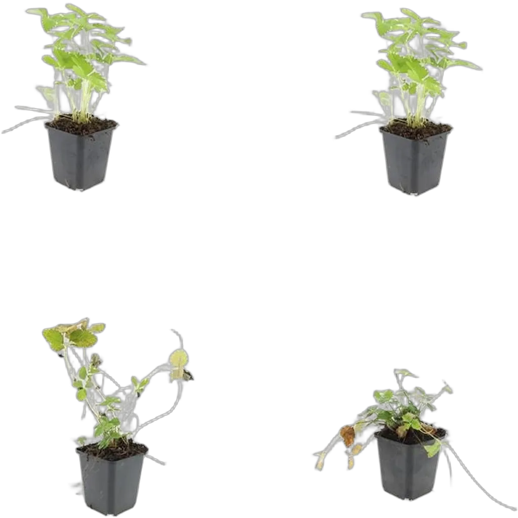 Fragaria vesca 10-25 cm pot 9 cm 6 stuks - Afbeelding 3