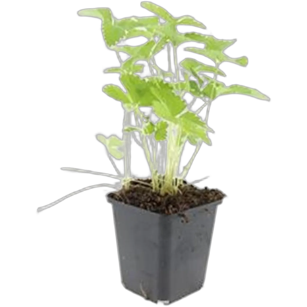 Fragaria vesca 10-25 cm pot 9 cm 6 stuks - Afbeelding 2