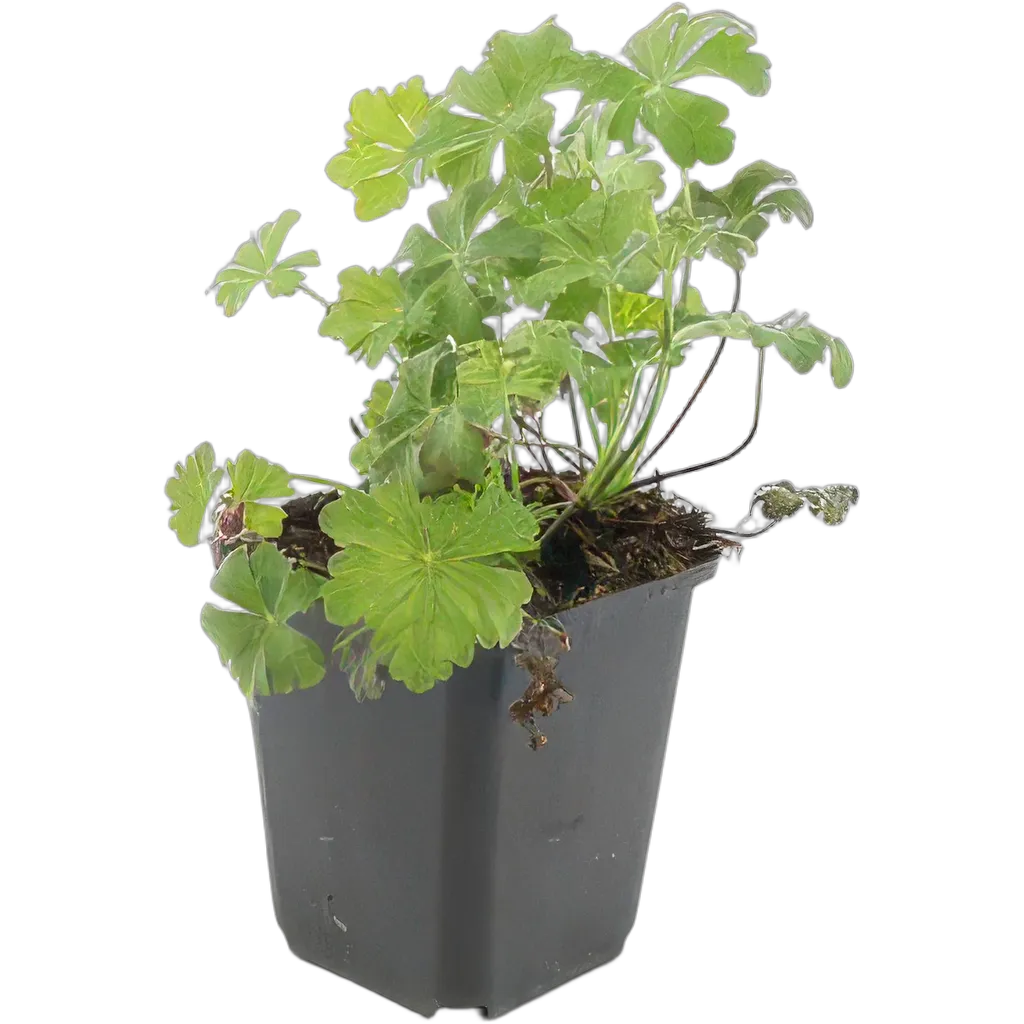 Geranium cantabrigiense 'Biokovo' 10-25 cm pot 9 cm 6 stuks - Afbeelding 2