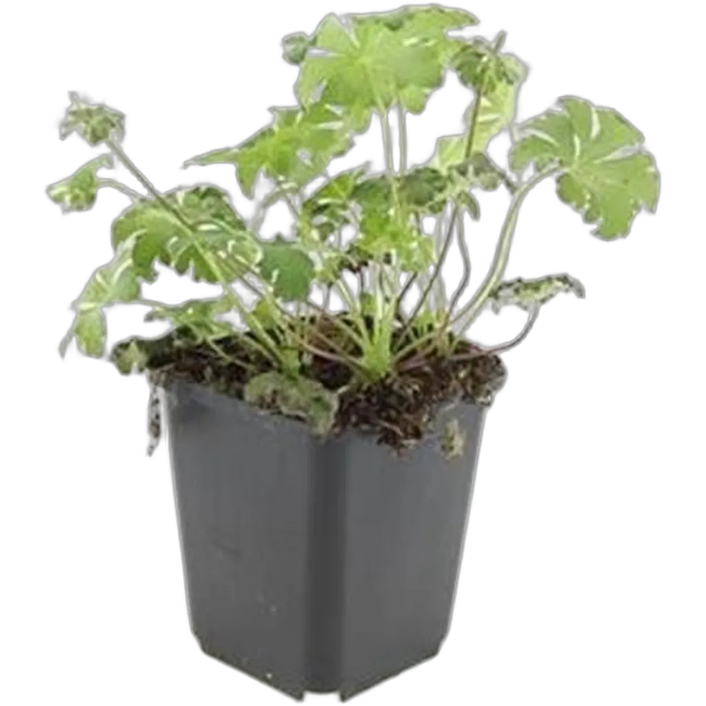 Geranium cantabrigiense 'Cambridge' 10-25 cm pot 9 cm 6 stuks - Afbeelding 2