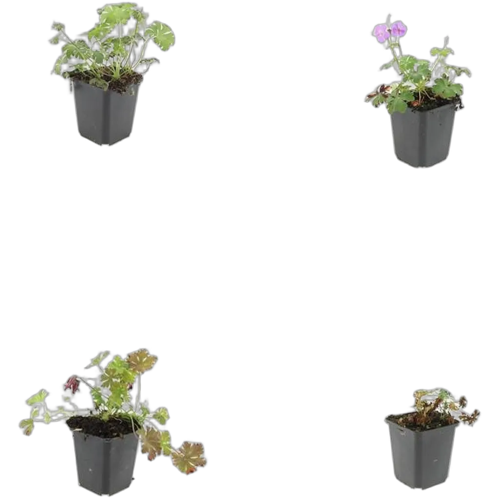 Geranium cantabrigiense 'Cambridge' 10-25 cm pot 9 cm 6 stuks - Afbeelding 3