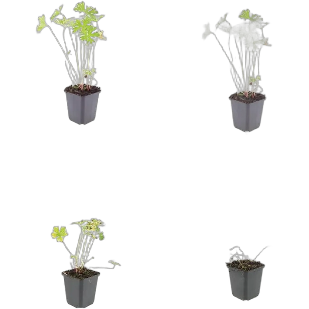 Geranium 'Johnson's Blue' 10-25 cm pot 9 cm 6 stuks - Afbeelding 3