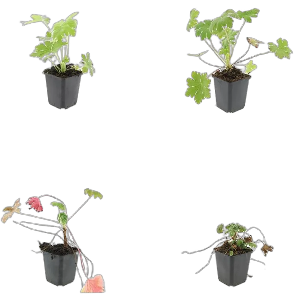 Geranium macr. 'Ingwersen's Var.' - ↕10-25cm - Ø9cm - Afbeelding 3