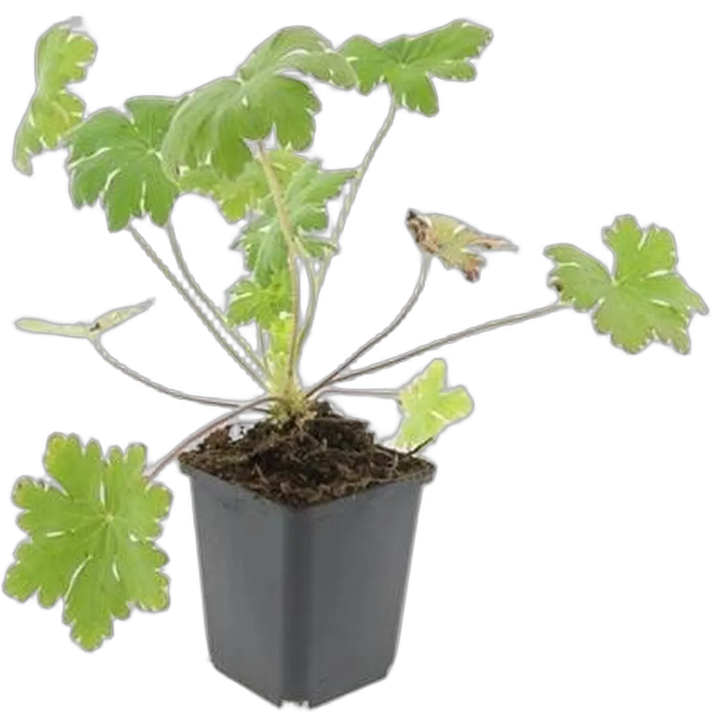 Geranium macr. 'Ingwersen's Var.' - ↕10-25cm - Ø9cm - Afbeelding 2