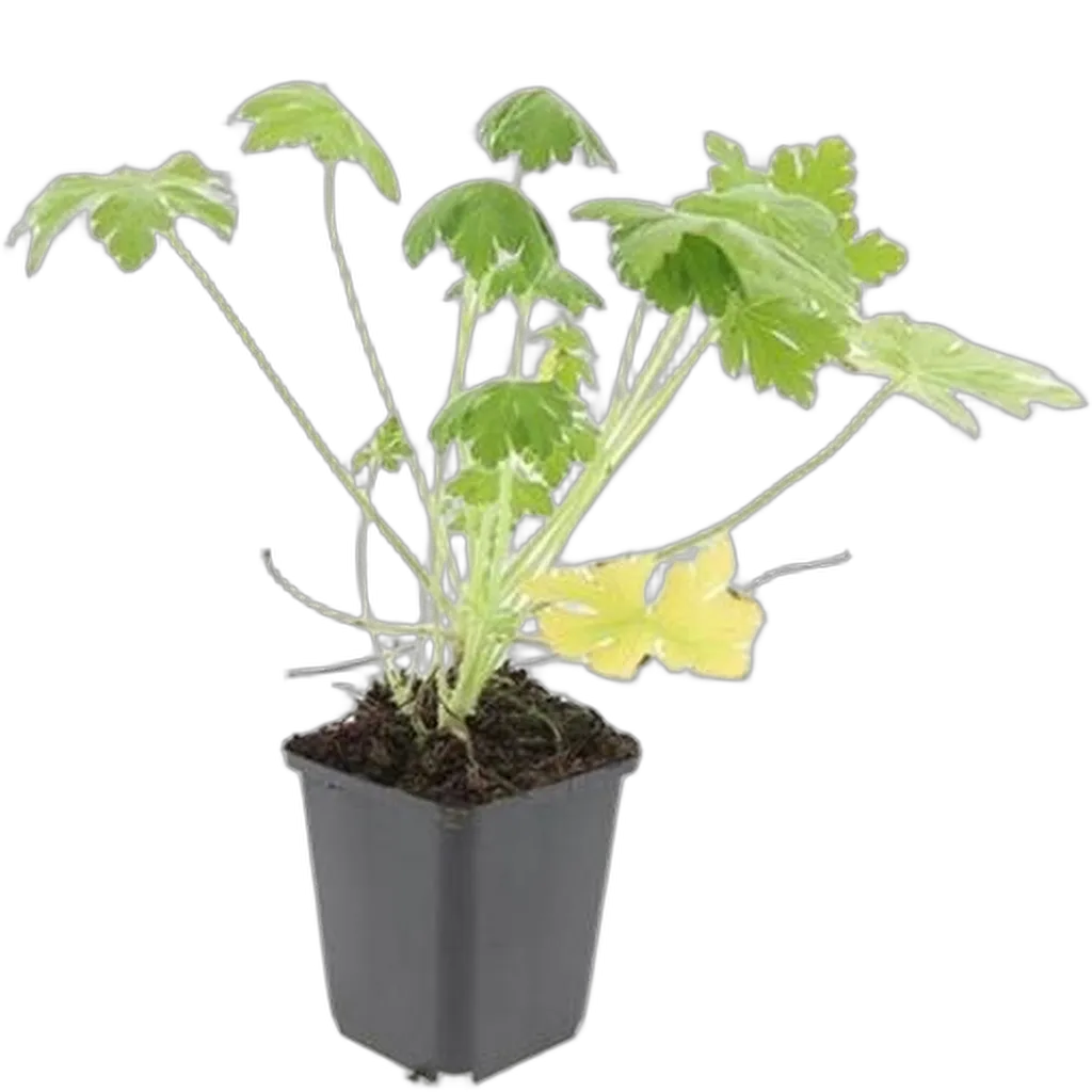 Geranium macrorrhizum 'Spessart' 10-25 cm pot 9 cm 6 stuks - Afbeelding 2