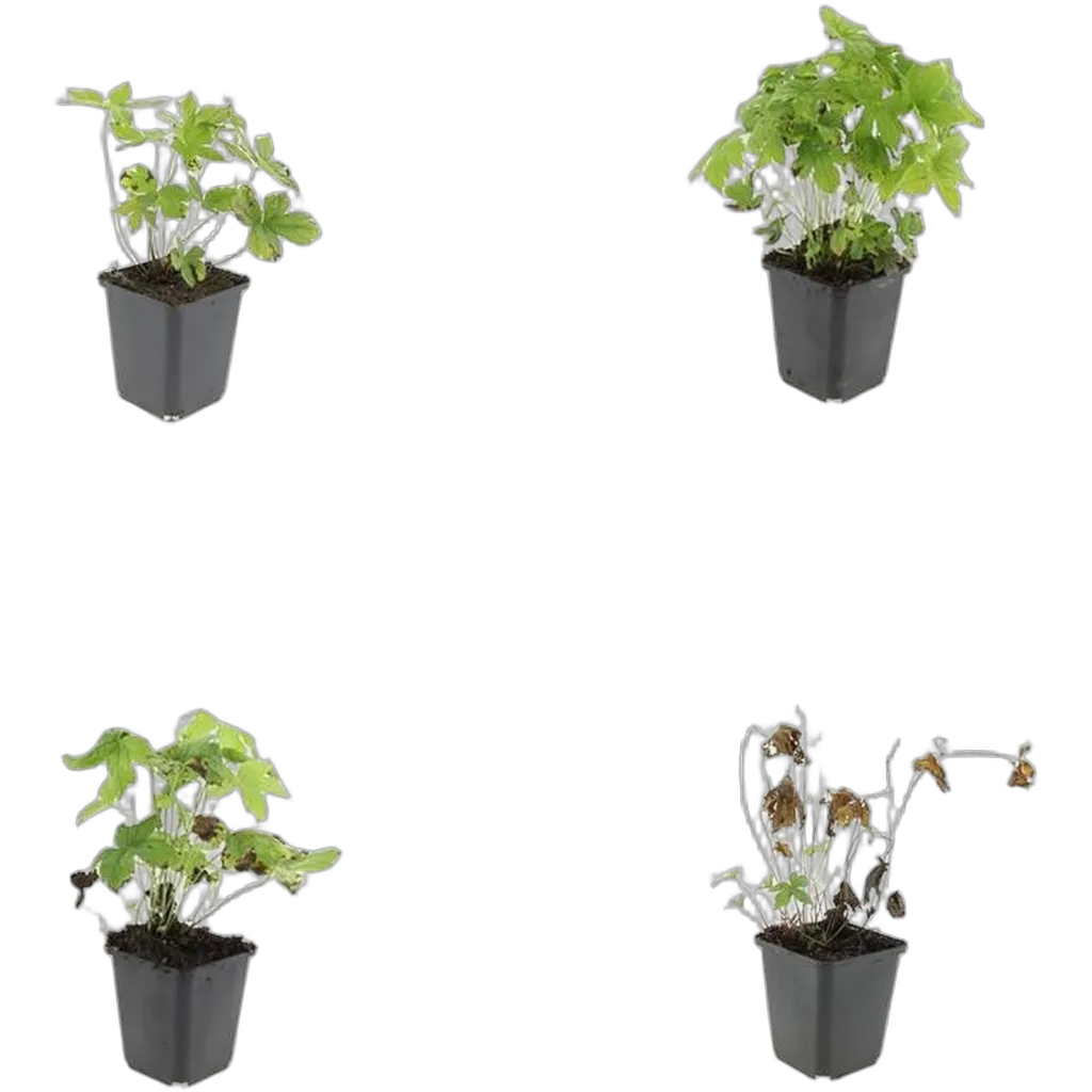 Geranium nodosum - ↕10-25cm - Ø9cm - Afbeelding 3