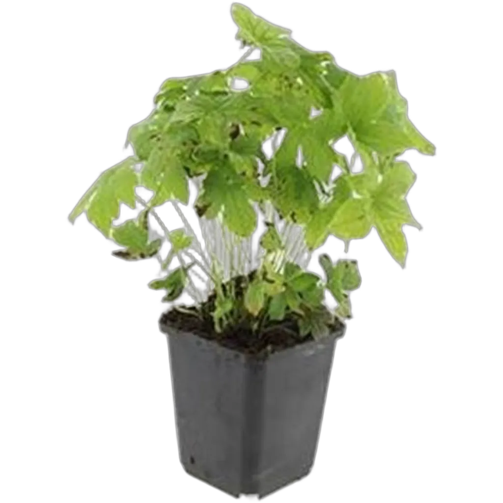 Geranium nodosum - ↕10-25cm - Ø9cm - Afbeelding 2