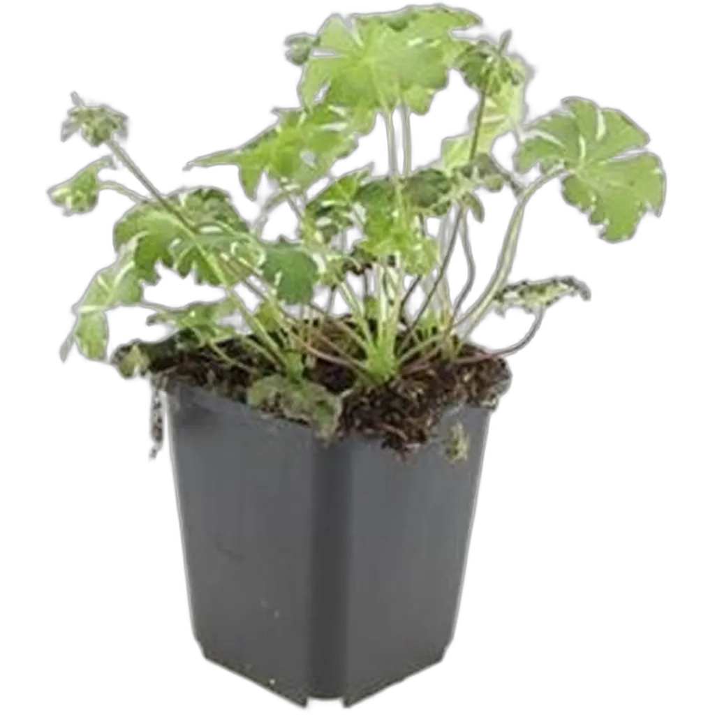 Geranium sang. 'Album' - ↕10-25cm - Ø9cm - Afbeelding 2