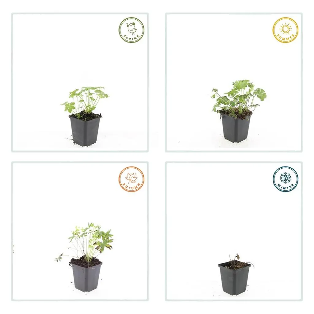 Geranium sang. 'Album' - ↕10-25cm - Ø9cm - Afbeelding 3