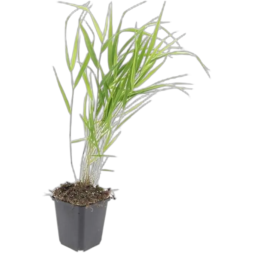 Hakonechloa macra 10-25 cm pot 9 cm 6 stuks - Afbeelding 2